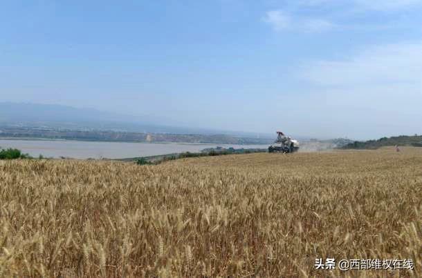 潼关喜开“关中第一镰”