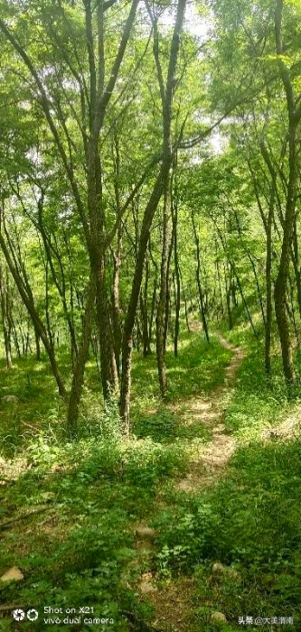 潼关县矿山生产综合执法局以实际行动加强秦岭生态保护工作