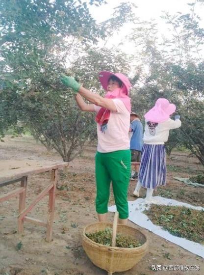 潼关郭芳平：产业规划写在田间地头