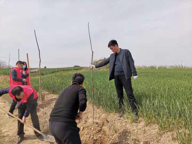 青山添绿意潼关县文化和旅游局开展植树绿化活动(图)