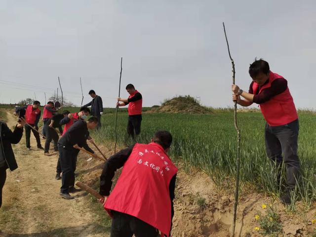 青山添绿意潼关县文化和旅游局开展植树绿化活动(图)